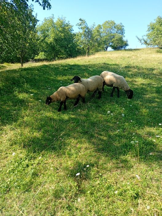 Berbecuți suffolk