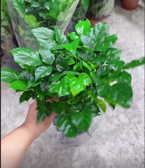 Комнатные растения