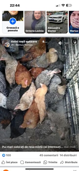 Pui de vanzare rasa mixta  ,alb de carne