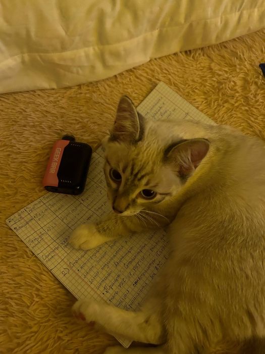 Отдам котенка сиамца