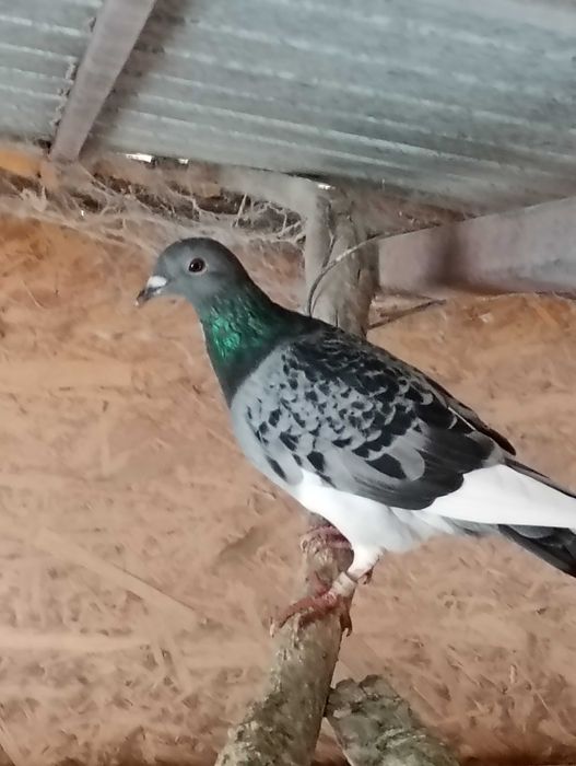 Porumbei voiajori