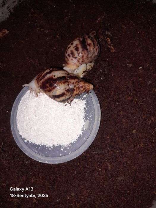 Kosmetologik ulitkalar