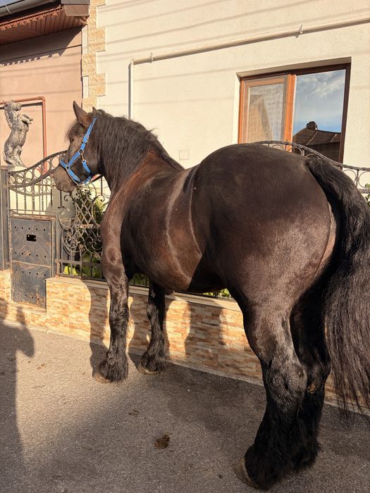 Iapă ardeneza 4 ani