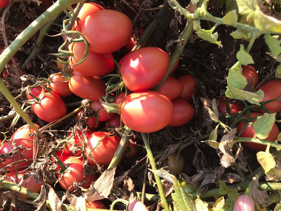 Семено розового томата