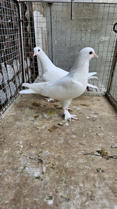 Голуби такла... .