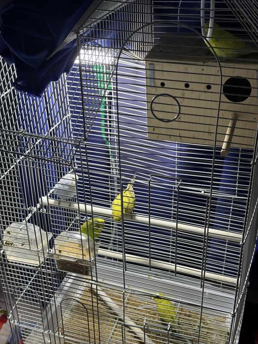 Qushlar sotiladi qafasi bilan