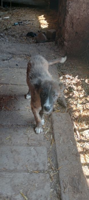 Toza zotli it sotiladi