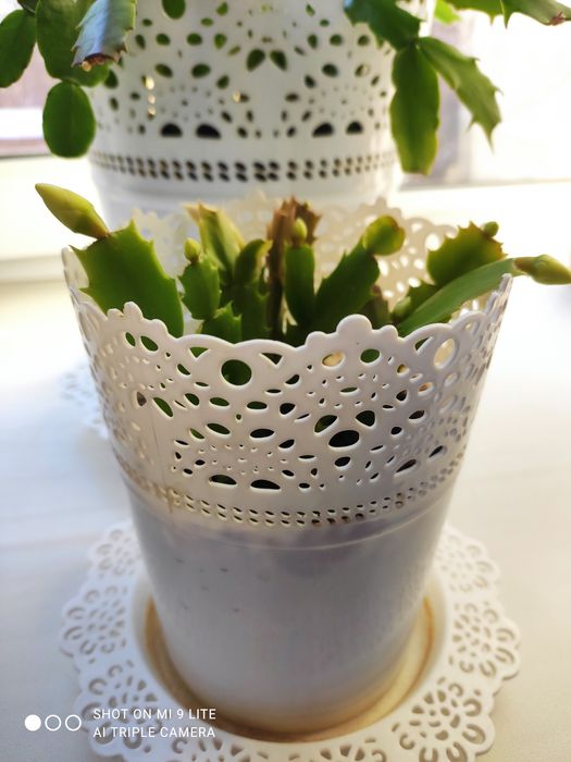 Продам белый декабрист