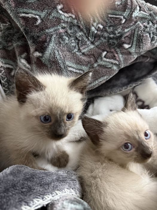 Продаю 3 сиамских котёнка