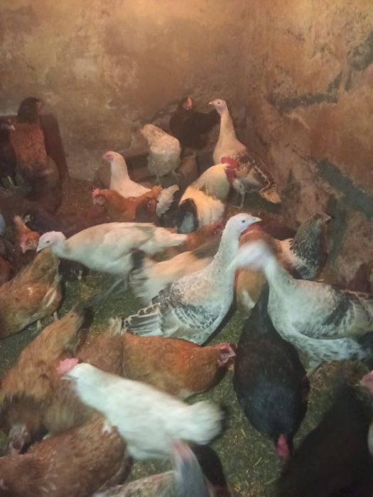 Индюки индюкииииии