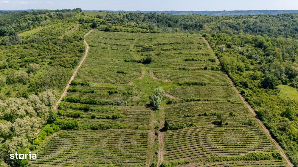 Cramă Premium De Vânzare -60 Ha- Conac Istoric- Podgoria Drăgășani