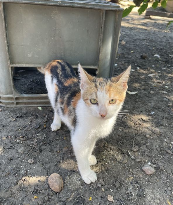 Dau spre adoptie pui de pisica