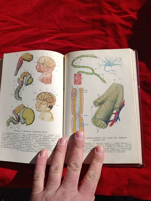 Анатомия издания СССР редкая