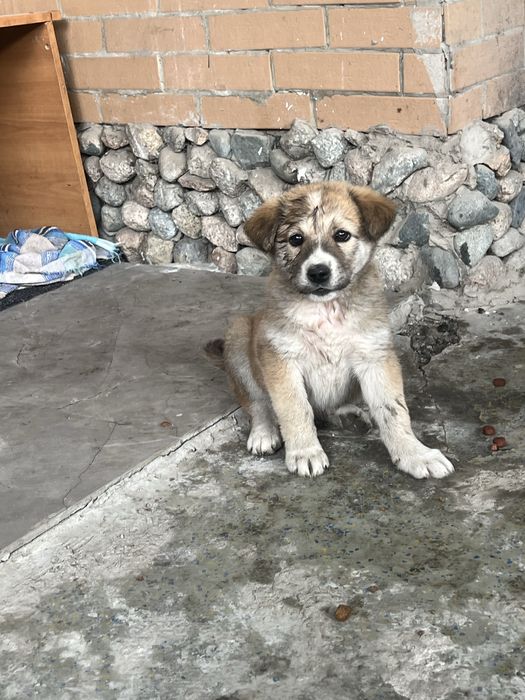 Щенята (девочки)