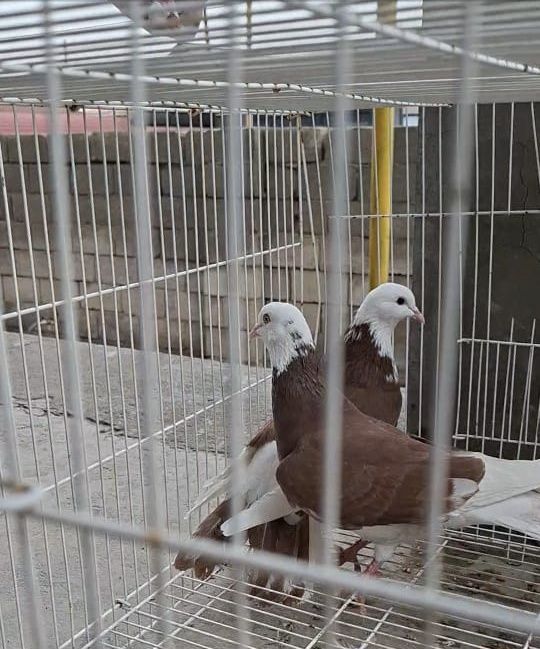 Продам    голуби белыйголовый