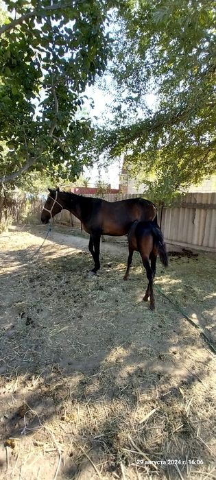 Бие сатылады 840мын