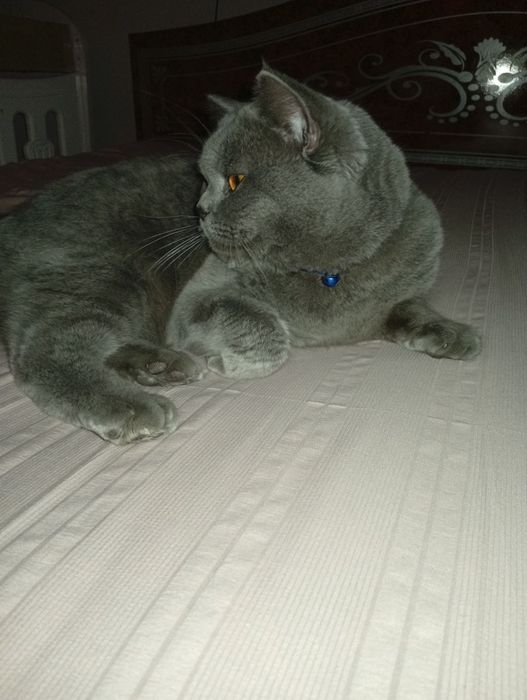 Britan mushugi  sotiladi