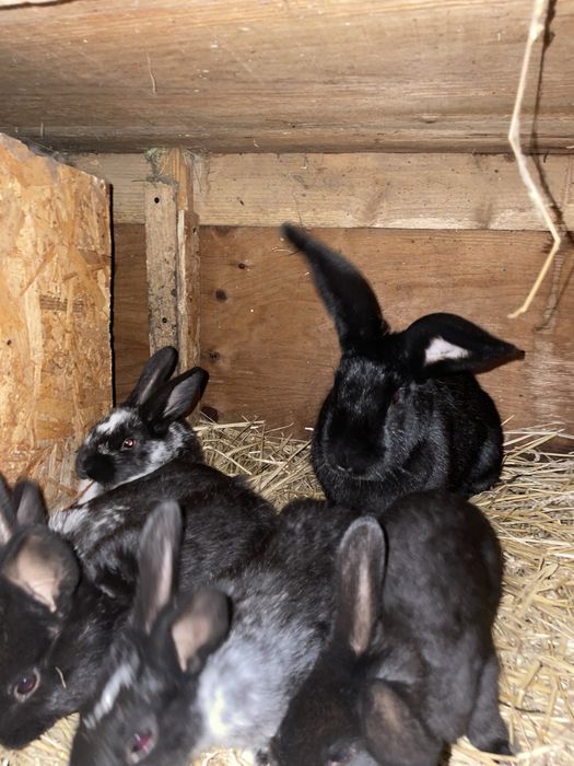 De vanzare o femela   Tot cu pui .de rasa fluture german janet