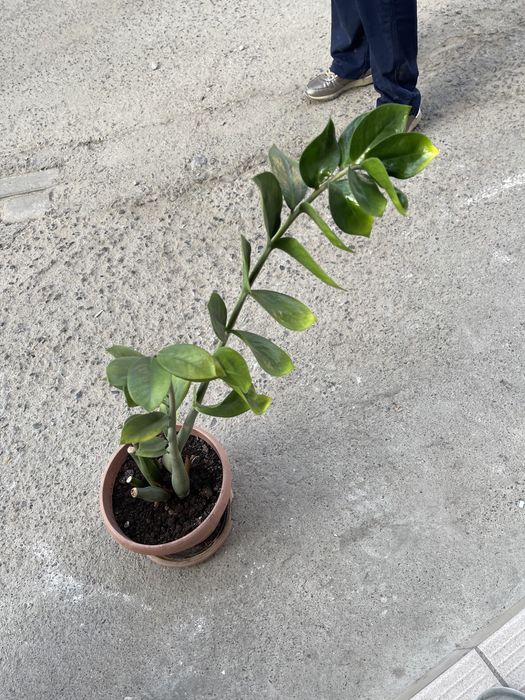 Долларовое дерево. Комнатное растение