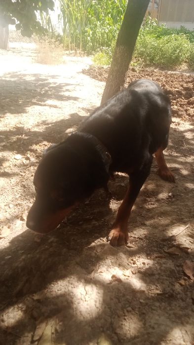 Ротфелер.тозаси.1.5.йош.дача.сотилади.уйда.жой.йук.куйий.дисам.шунга.со