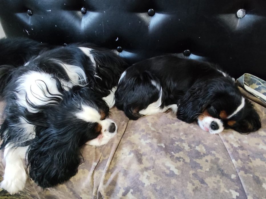 Детский сад для собак