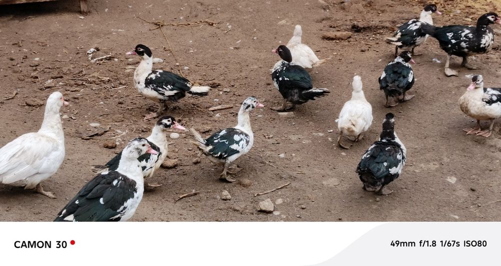 Индоутки хорошая порода