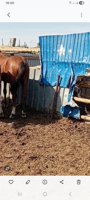 Продам тай кобылка