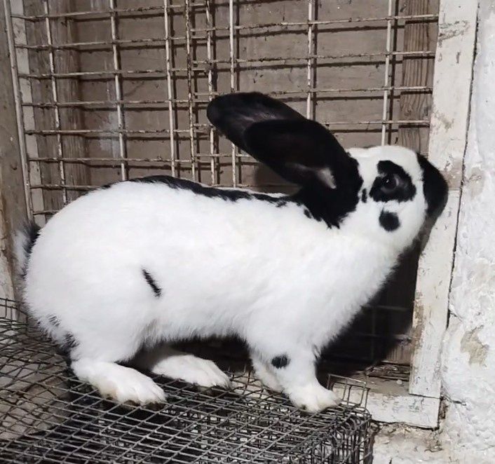 Продается кролик