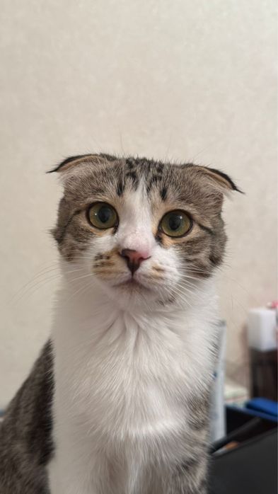 Ищем кота для вязки