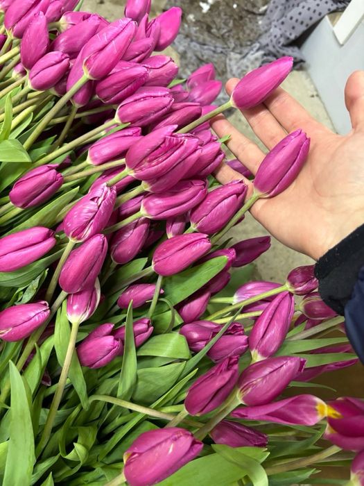 Тюльпаны Петропавловск