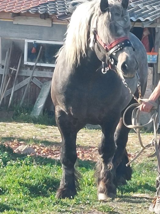 Armăsar sur de montă.armăsaru este cu genetică bună!