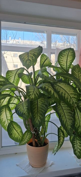 Комнатные цветы. Цветы для офиса