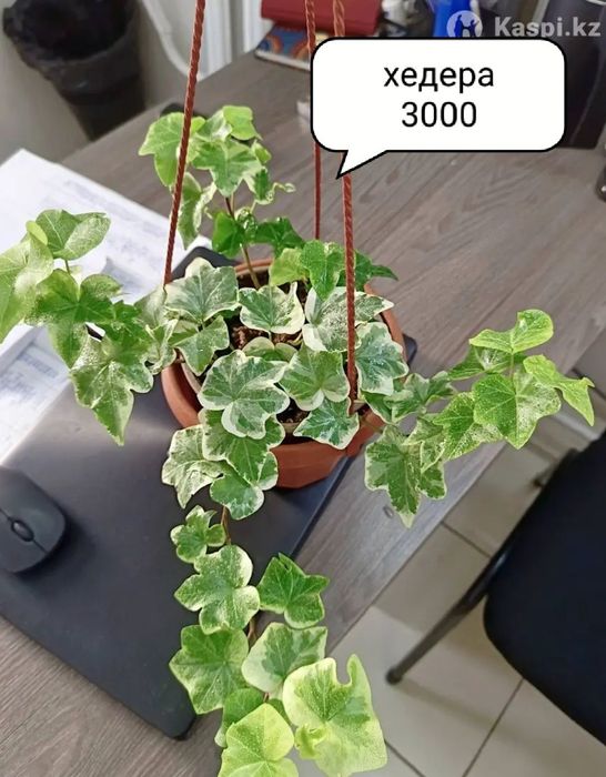 Продам комнатные растения