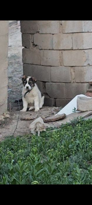 Алабай күшік сатылады