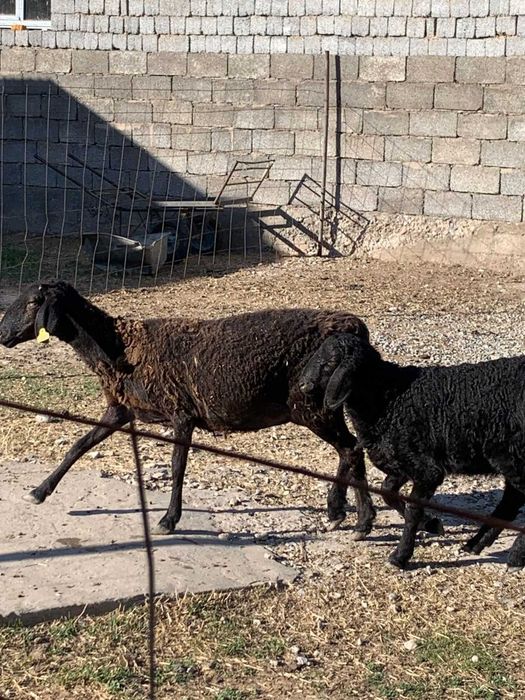 Қой, қошқар, қозылы тоқты сатылады