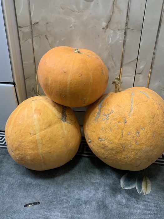 Срочно продам тыкву