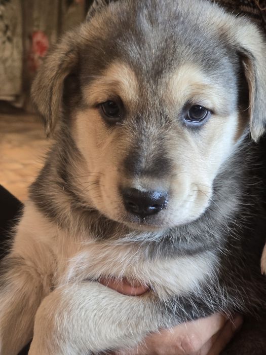 Отдам щенков от крупной