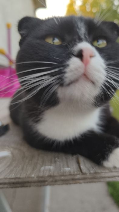 Вислоухий кот в хорошие руки