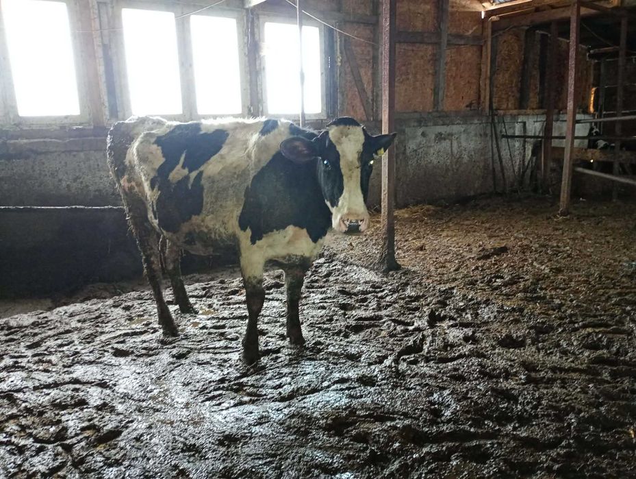 Vând 2 vaci din 3 la alegere gestante