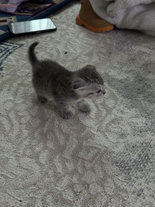 Шотланский вислоухи кошка