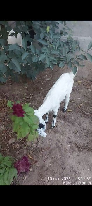 Лақ ешкі коза гулаби