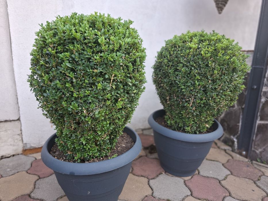 Vand 2 Buxusi   ornamentali  la ghiveci mare