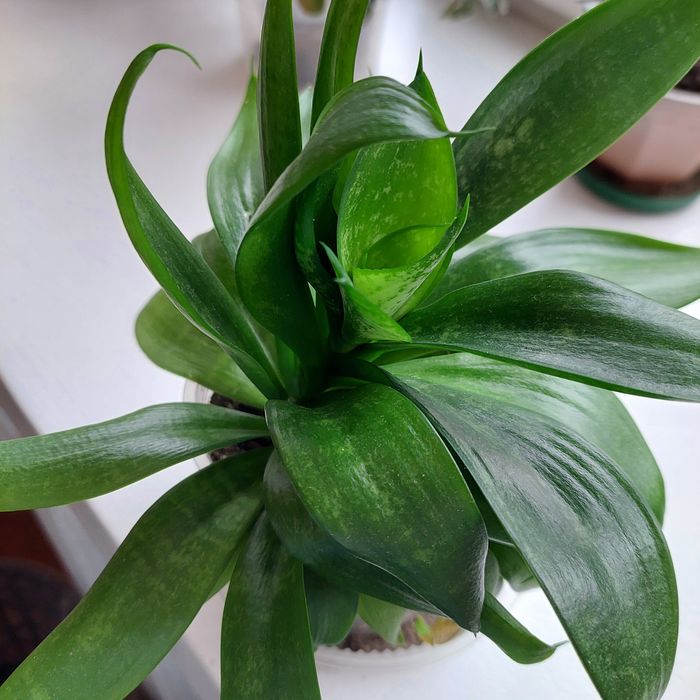 Продам сансивьерию