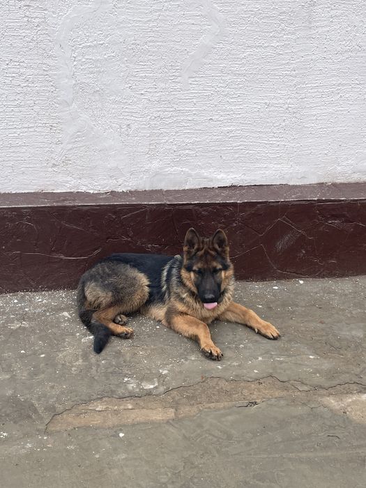 Продается немецкая овчарка
