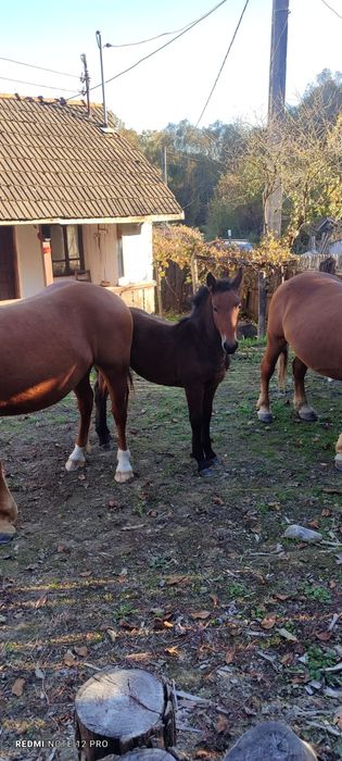 Vând iapa (7 ani)+mânz și iapa (2 ani)