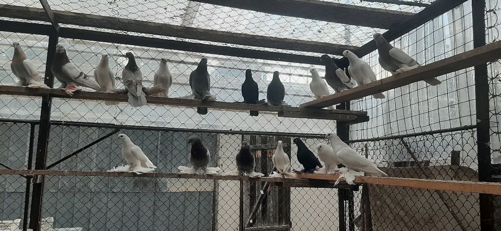 Продам голубей продам.