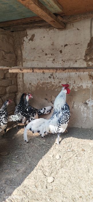 Gambriski jujasi sotladi