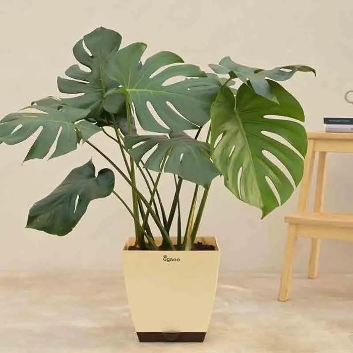 Planta Monstera Deliciosa