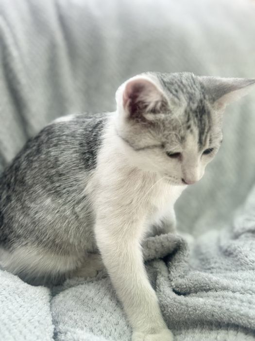 Mushuk sotiladi skotish strayd (metis)