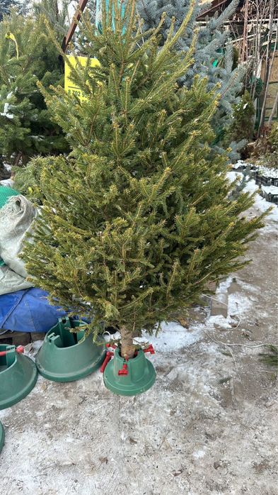 Ель . Ногодняя елки